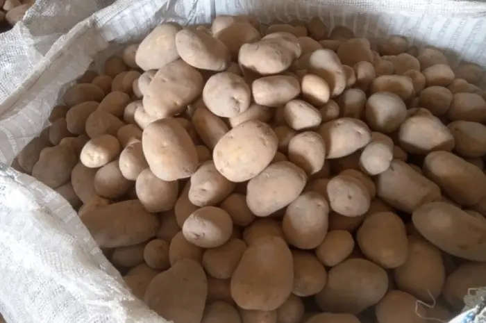 Продам товарный картофель в биг бэгах 1000 кг. Цена с НДС- фото № 1