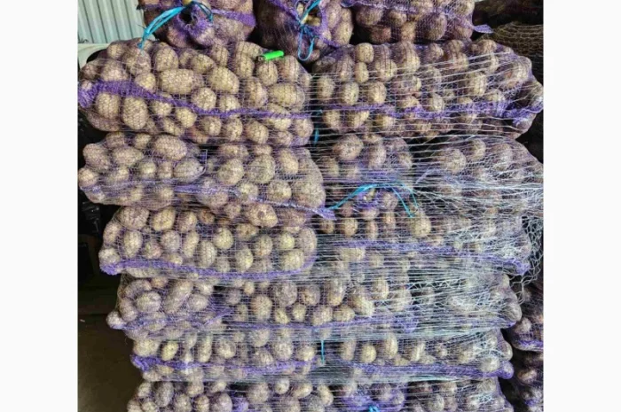 Продаж картоплі пізньої оптом- фото № 2