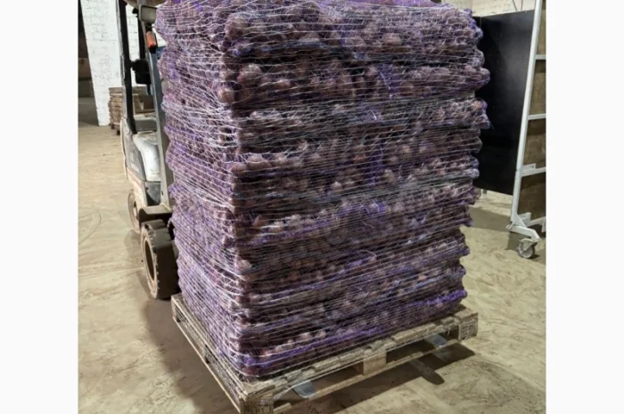 Продаж картоплі пізньої оптом- фото № 6