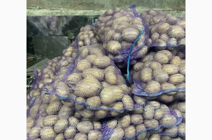 Продаю продовольчу картоплю- фото № 3