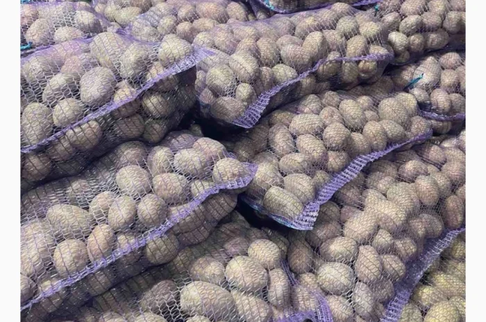 Продаю продовольчу картоплю- фото № 5