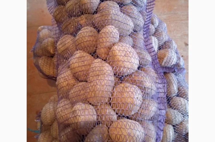 Продаю картоплю сорту Парадізо- фото № 1