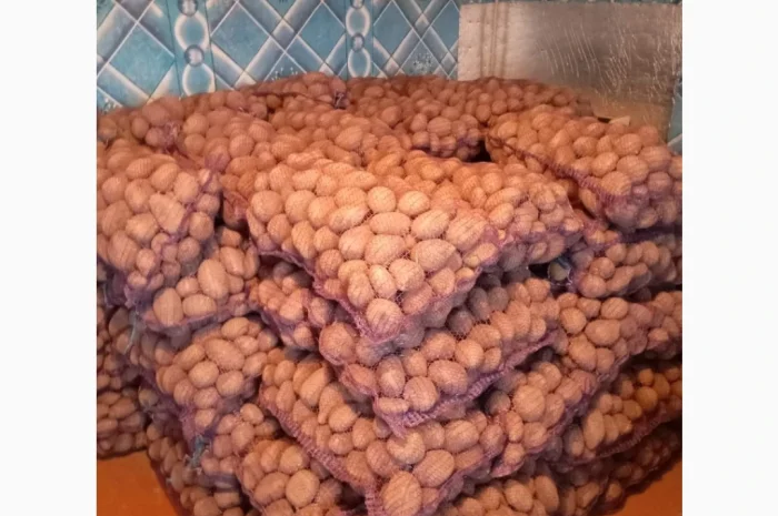 Продаю картоплю сорту Парадізо- фото № 2