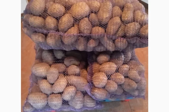 Продаю картоплю сорту Парадізо- фото № 3