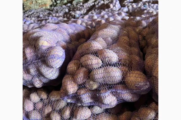 Продажа картофеля сорта Беллароза оптом – 50 тонн в Чернигове- фото № 2