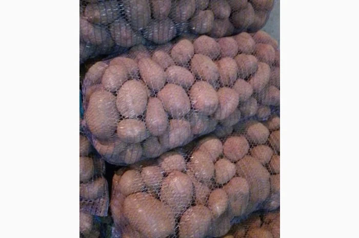 Картопля від виробника- фото № 1