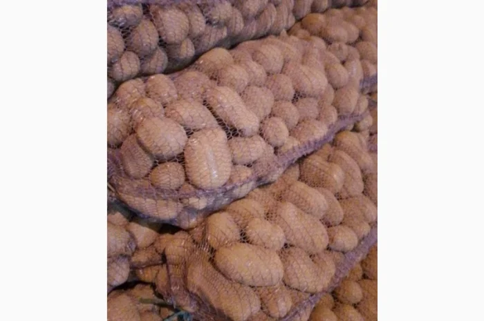 Картопля від виробника- фото № 2