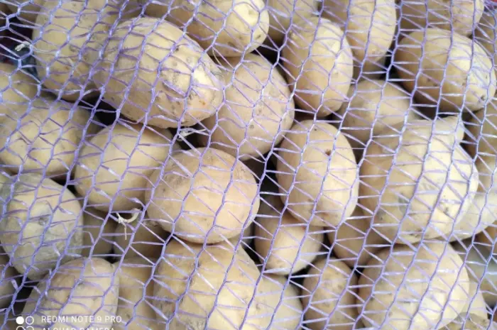 Продам продуктовую и мелкую домашнюю картошку- фото № 2