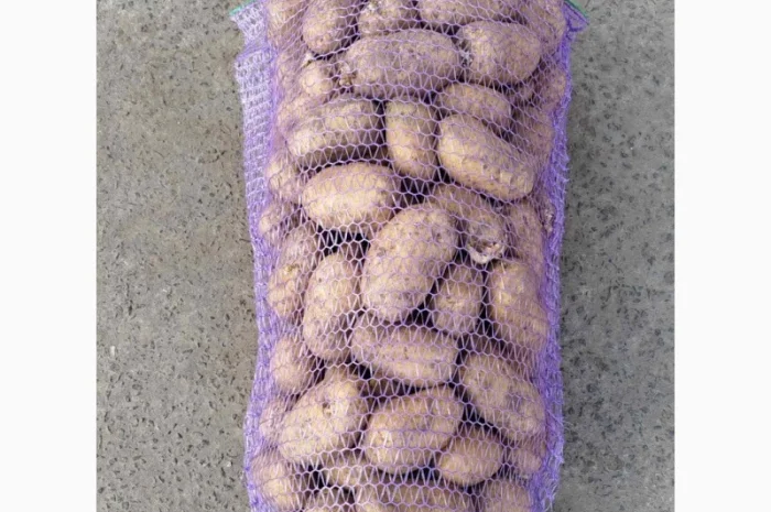 Продаж картоплі сорту Бельмонда- фото № 1