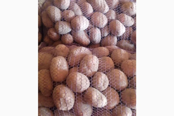 Картопля сорт Бєлароса на продаж- фото № 1