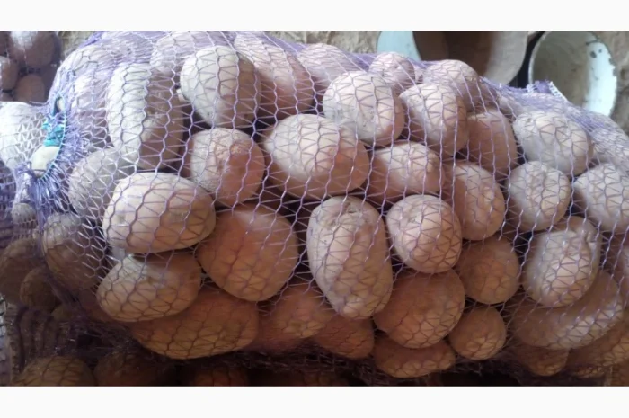 Картопля сорт Бєлароса на продаж- фото № 2