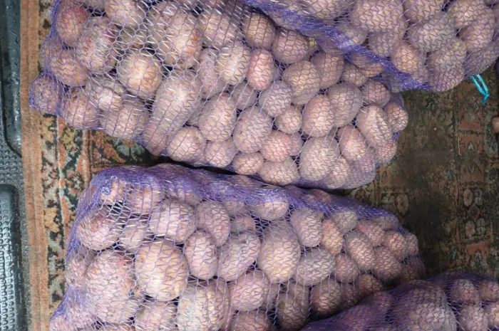 Продам товарный картофель Бела Роса Балтік Роуз- фото № 1