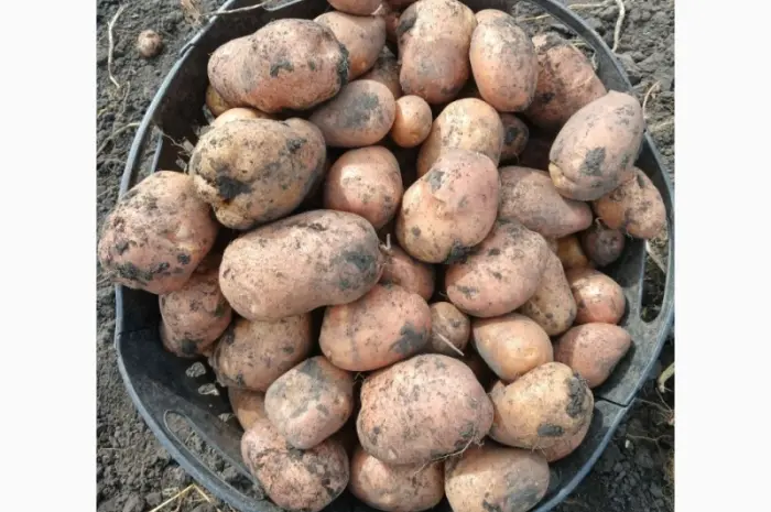 Продам товарный картофель Бела Роса Балтік Роуз- фото № 9