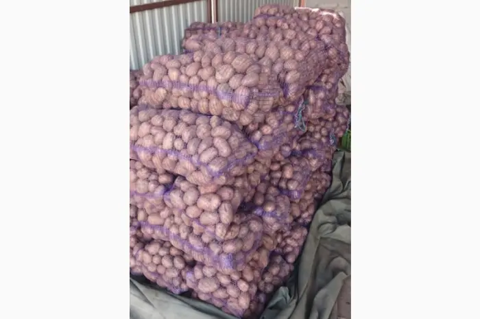 Продам товарный картофель Бела Роса Балтік Роуз- фото № 4