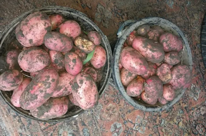 Продам товарный картофель Бела Роса Балтік Роуз- фото № 5