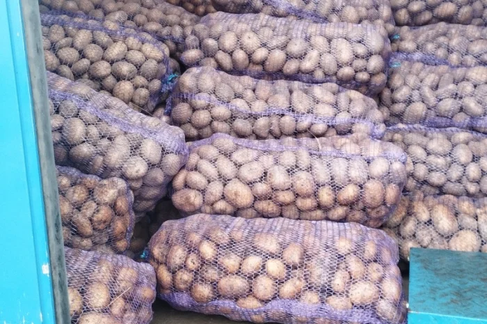 Продаю товарну картоплю «супер-бомба»- фото № 1