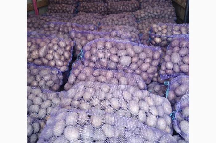 Продаю товарну картоплю «супер-бомба»- фото № 2