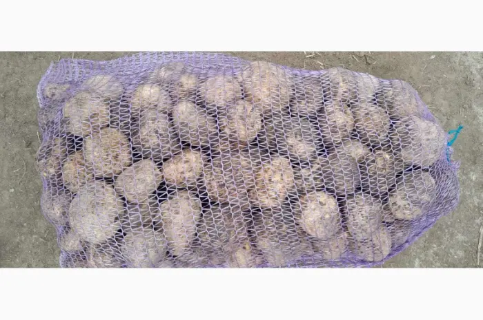 Продам товарный картофель оптом в больших объемах от 20 тонн- фото № 1