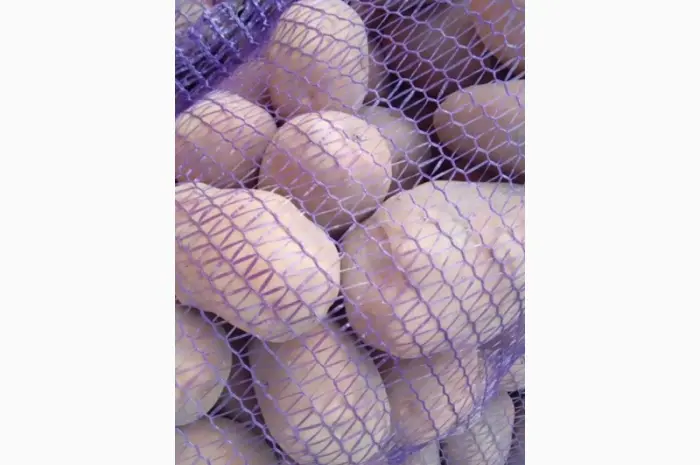 Продам Картофель Сорт Бела роса. Коріна- фото № 1