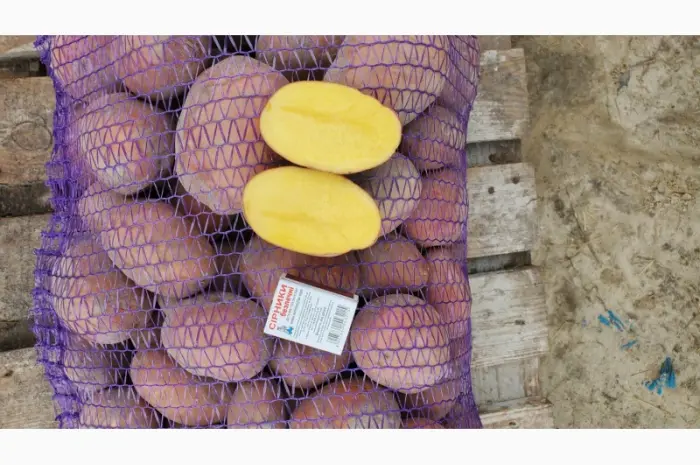 Продам Картофель Сорт Бела роса. Коріна- фото № 2