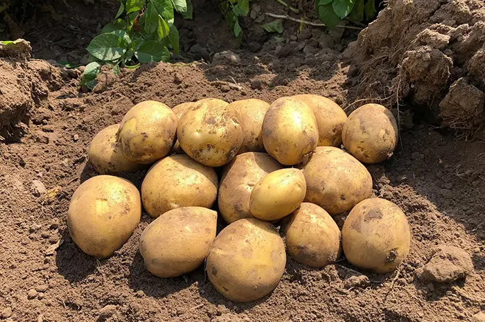 Продам картофель 2-го сорта оптом от 10 тонн- фото № 1