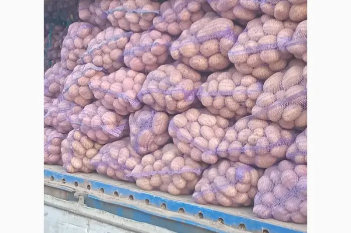 Продам картоплю кількох сортів хорошої якості обсяги є- фото № 1