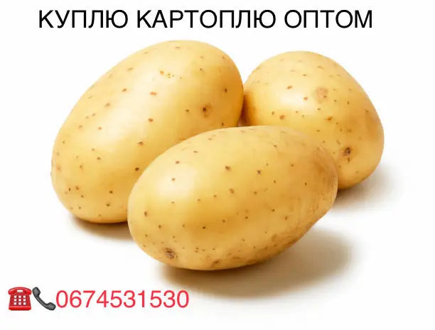 Куплю картофель обʼем- фото № 1
