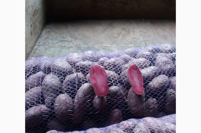 Картопля Хортиця на продаж- фото № 1