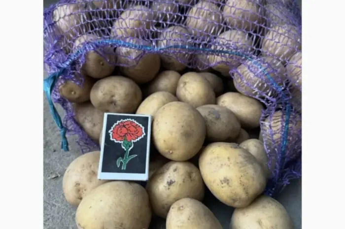 Продам семенну картоплю відмінної якості сорт Рів'єра- фото № 2