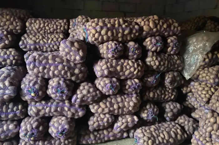 Продам картофель товарный- фото № 1