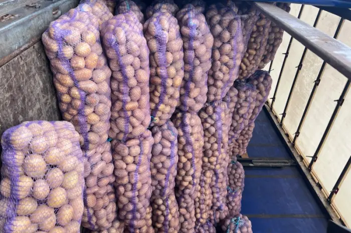 Продам картофель товарный- фото № 3