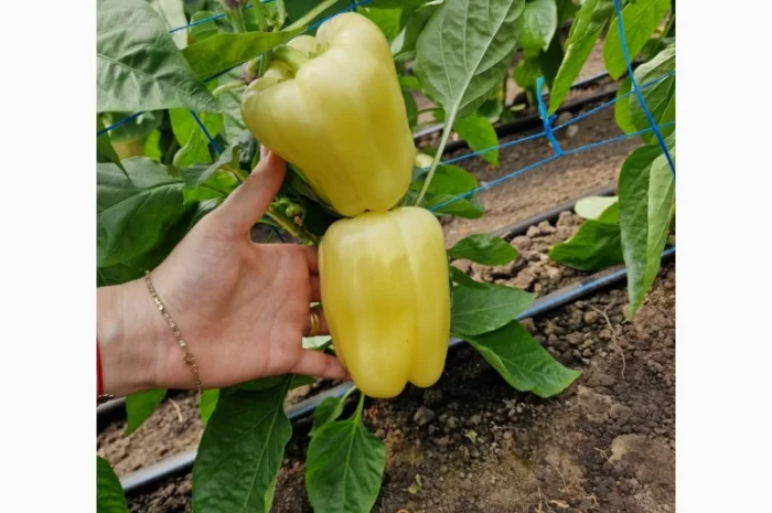 Продаж жовтого солодкого перцю, капії та баклажанів- фото № 2