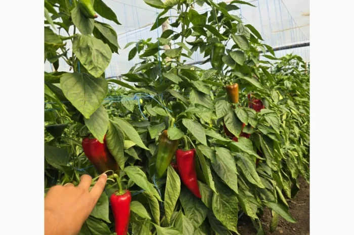 Продаж жовтого солодкого перцю, капії та баклажанів- фото № 3