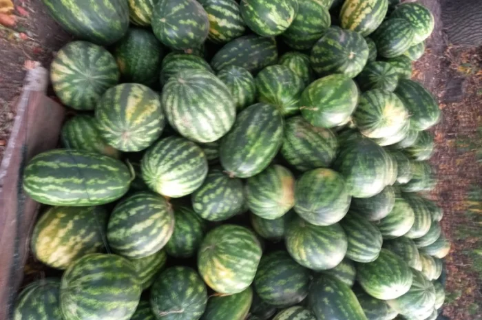 Продаж кавунів сортів Талісман, Юмі, Арашан- фото № 1