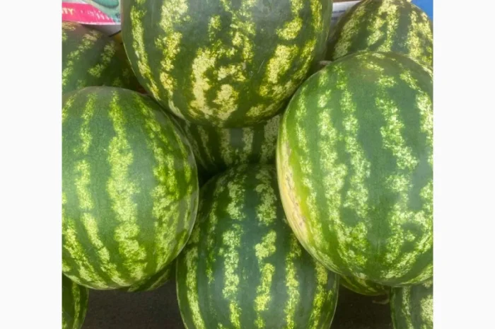 Кавун оптом на продаж- фото № 1