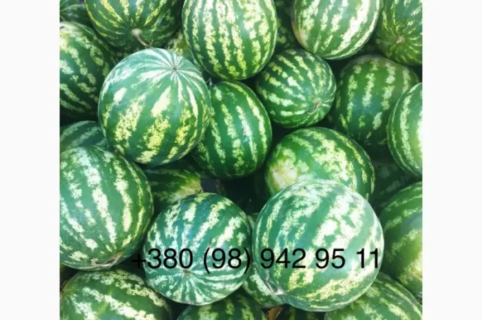 Сладкий арбуз на продажу- фото № 1