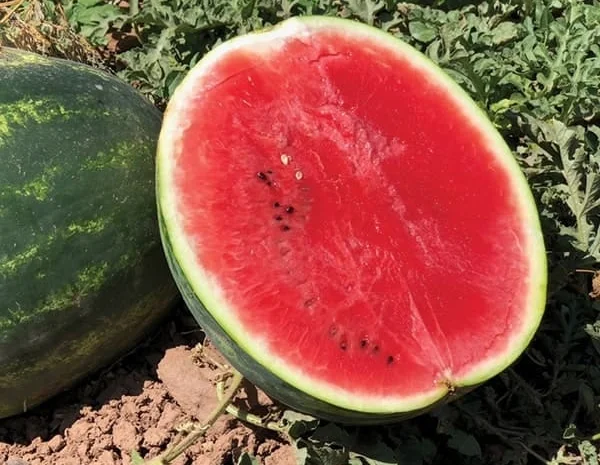 Кавун Туреччина гурт - продаж от 10 тонн- фото № 1