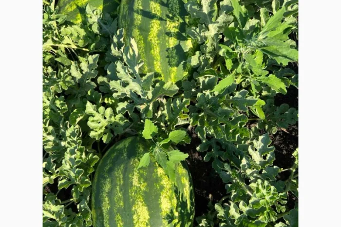 Арбуз на продаж- фото № 1