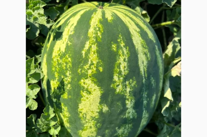 Арбуз на продаж- фото № 2