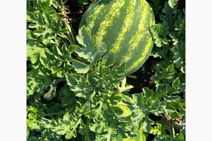 Арбуз на продаж- фото № 3