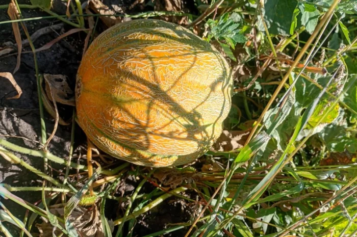 Продаж свіжої дині Ефіопка оптом- фото № 1