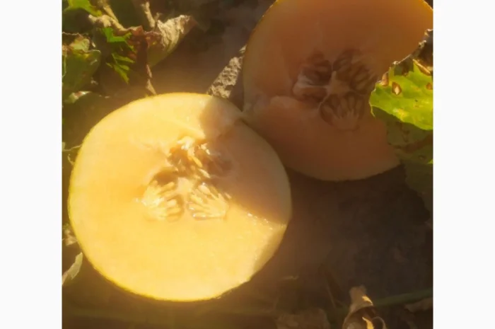 Диня сорту Єфіопка на продаж- фото № 1