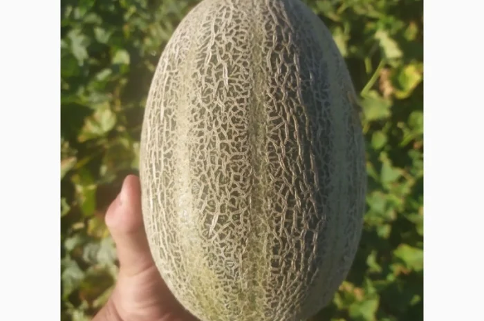 Диня сорту Єфіопка на продаж- фото № 3