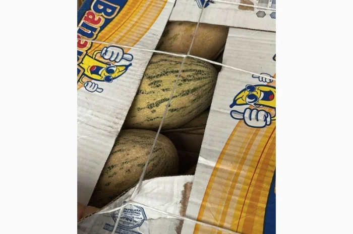 Продаж дині Торпеда оптом- фото № 1