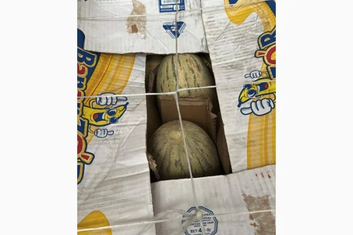 Продаж дині Торпеда оптом- фото № 2