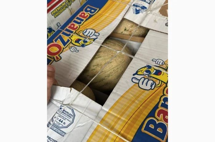 Продаж дині Торпеда оптом- фото № 3