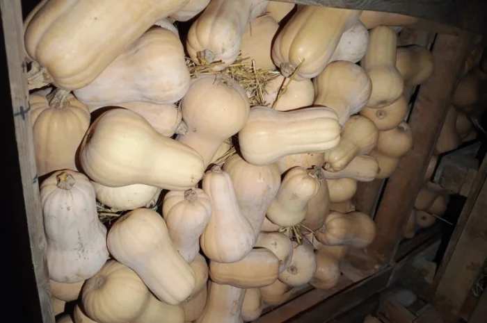 Продаж гарбуза Матильда високої якості- фото № 9