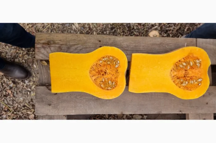 Продаж гарбуза Матильда високої якості- фото № 7