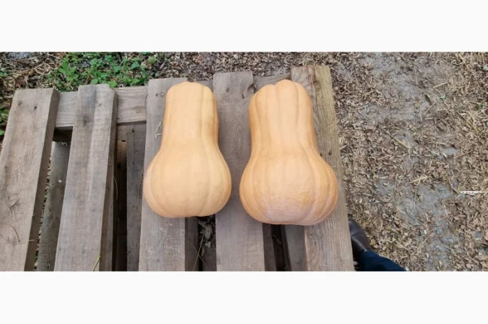 Продаж гарбуза Матильда високої якості- фото № 3