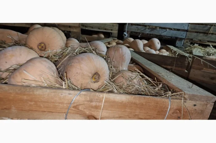 Продаж гарбуза Матильда високої якості- фото № 4